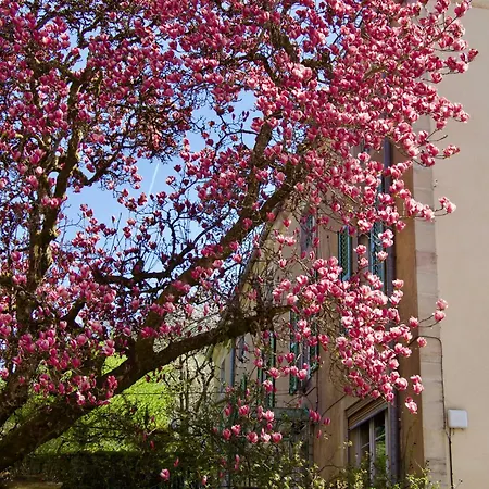 Magnolia Apartmán